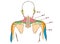 Dermal segmentation of upper limb