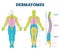 Dermatomes vector illustration. Labeled educational anatomical skin parts.