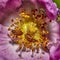 Dermestidae bug on the flower. Macro shot of a varied carpet beetle. Close up image