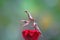 Deroplatys Lobata - adult mantis wanted to scare me, snail, animal