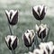 Desaturated image of two color flowers of several tulips