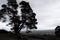 Desaturated silhouette of large pine tree against horizon