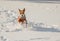 Descendant of African ancestors (basenji) galloping in fresh snow