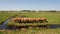 Descending aerial video of row of cows closely paying attention to the camera in grassy meadowland