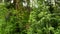 Descent from a mountain on a cable car, slow movement along trees in an impassable thicket, Altai, Russia, HD video