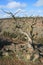 Deschutes River Canyon