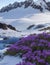 Describe the unique flora and fauna found in alpine regions, showcasing their adaptations to extreme cold