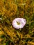 Description.Isolated flower of Convolvulus or bindweed. Creeping plant blooming with purple flower.bindweed flower.