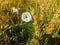 Description.Isolated flower of Convolvulus or bindweed. Creeping plant blooming with purple flower.bindweed flower.