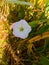 Description.Isolated flower of Convolvulus or bindweed. Creeping plant blooming with purple flower.bindweed flower.