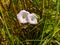 Description.Isolated flower of Convolvulus or bindweed. Creeping plant blooming with purple flower.bindweed flower.