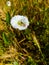 Description.Isolated flower of Convolvulus or bindweed. Creeping plant blooming with purple flower.bindweed flower.