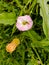 Description.Isolated flower of Convolvulus or bindweed. Creeping plant blooming with purple flower.bindweed flower.