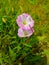 Description.Isolated flower of Convolvulus or bindweed. Creeping plant blooming with purple flower.bindweed flower.