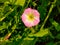 Description.Isolated flower of Convolvulus or bindweed. Creeping plant blooming with purple flower.bindweed flower.