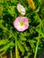 Description.Isolated flower of Convolvulus or bindweed. Creeping plant blooming with purple flower.bindweed flower.