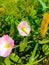 Description.Isolated flower of Convolvulus or bindweed. Creeping plant blooming with purple flower.bindweed flower.