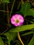 Description.Isolated flower of Convolvulus or bindweed. Creeping plant blooming with purple flower.bindweed flower.