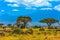 Desert acacia in the savanna