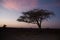 Desert acacia tree