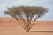 Desert acacia tree