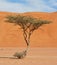 Desert Acacia tree from Oman Middle East Qatar Emirates Saudi Arabia