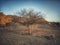 Desert Acacia tree, Sultanate of Oman