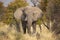 Desert Adapted African Elephant Bull