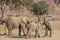 Desert Adapted Elephant Calves Playing