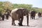 Desert Adapted Elephant Family