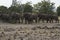 Desert-Adapted Elephant Herd