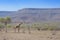 Desert-adapted giraffe in desert landscape