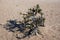 Desert adapted plant in Namib dessert