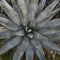 Desert agave