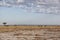 Desert andscape with a lonesome umbrella thorn tree