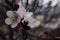 Desert Apricot tree flower macro