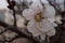 Desert Apricot tree flower macro in the spring