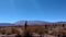 Desert area, cactus forest and mountains