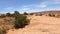 Desert arid forest trees slick rock mountain 4K