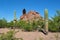 Desert Arizona vulture sitting on rock surround by cactus sunny day