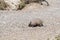 Desert Armadillo dwelling free in a natural national park in north Patagonia near the city of Puerto Madryn in Argentina. Unesco