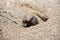 Desert Armadillo dwelling free in a natural national park in north Patagonia near the city of Puerto Madryn in Argentina. Unesco