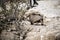 Desert Armadillo dwelling free in a natural national park in north Patagonia near the city of Puerto Madryn in Argentina. Unesco