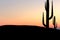 Desert background with cactus
