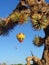 Desert Balloon Race