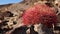 Desert barrel cactus Ferocactus cylindraceus, Joshua Tree National Park, south California