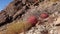 Desert barrel cactus Ferocactus cylindraceus, Joshua Tree National Park, south California
