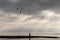 Desert beach on sunset with lone stranger and birds