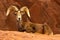 Desert Big Horn Ram Sheep on Red Rocks