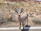 Desert big horn sheep alongside the road in Valley of Fire State Park outside of Las Vegas, Nevada, USA